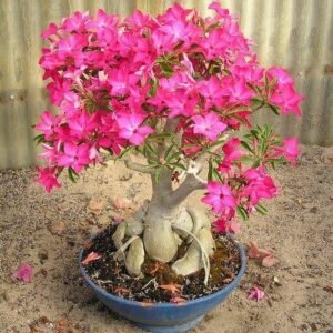 Adenium obesum