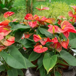 Anthurium andraeanum