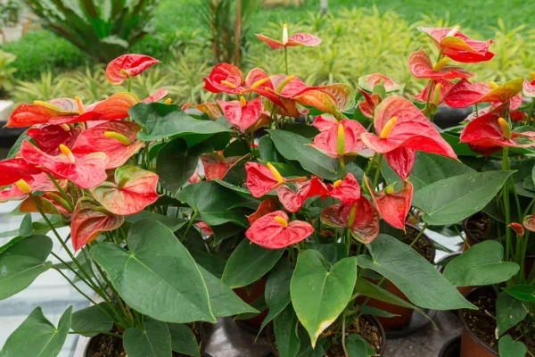 Anthurium andraeanum