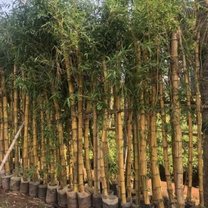 Bambusa vulgaris