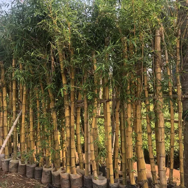Bambusa vulgaris