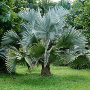 Palmier bismarkia