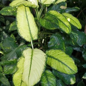 Diffenbachia maculata