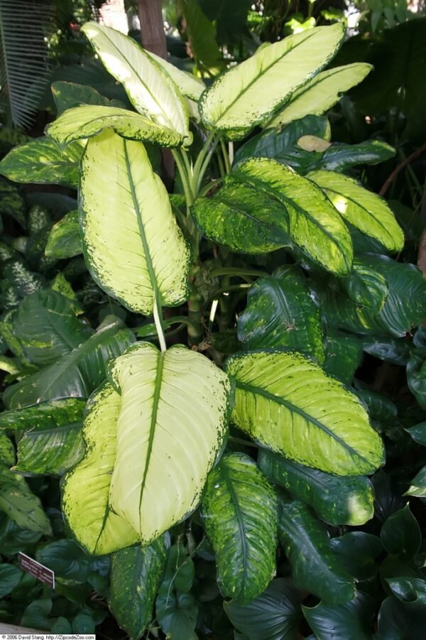 Diffenbachia maculata