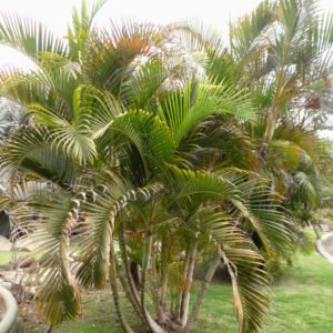 Dypsis letescens(Areca)