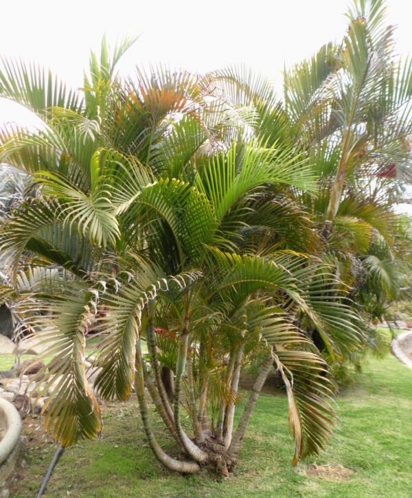Dypsis letescens(Areca)