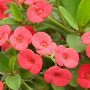 Euphorbia millii