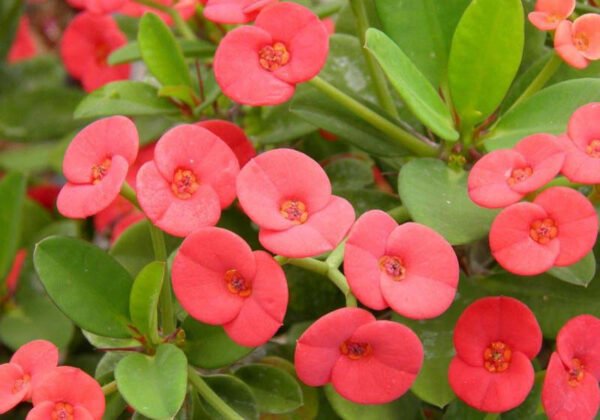 Euphorbia millii
