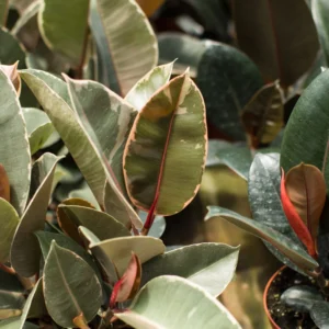 Ficus elastica