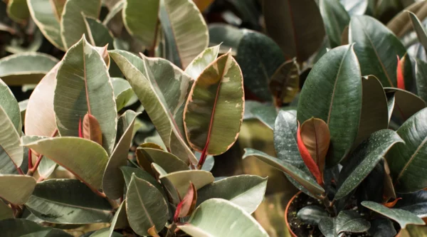 Ficus elastica