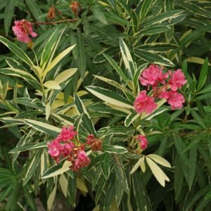 Nerium oleander