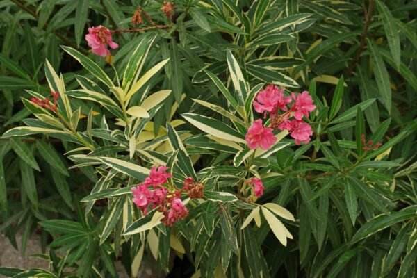 Nerium oleander
