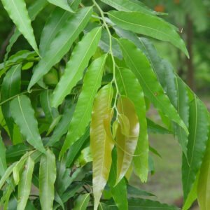 Polyalthia longifolia