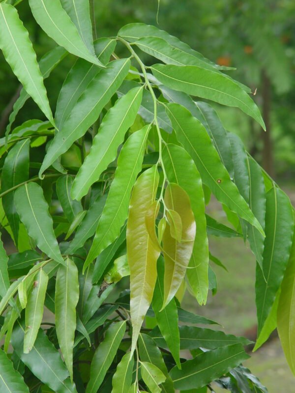 Polyalthia longifolia