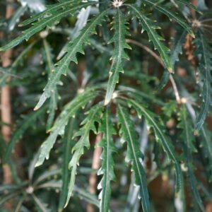 Schefflera elegantissima