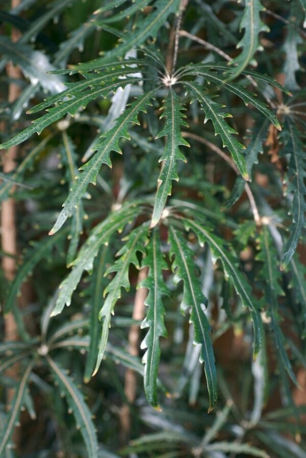 Schefflera elegantissima