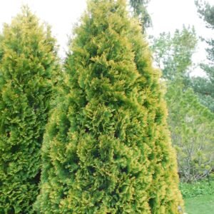 Thuja occidental