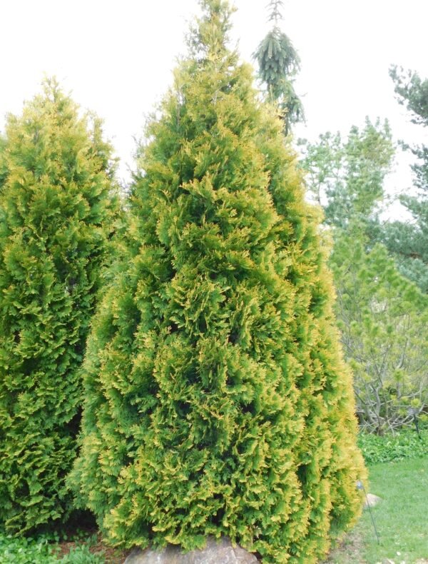 Thuja occidental