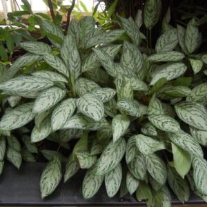 Aglaonema commutatum
