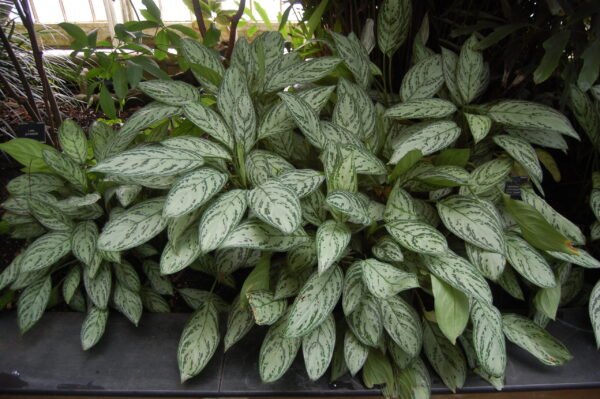 Aglaonema commutatum