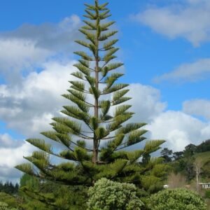 Araucaria heterophylla