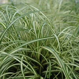 Carex oshimensis