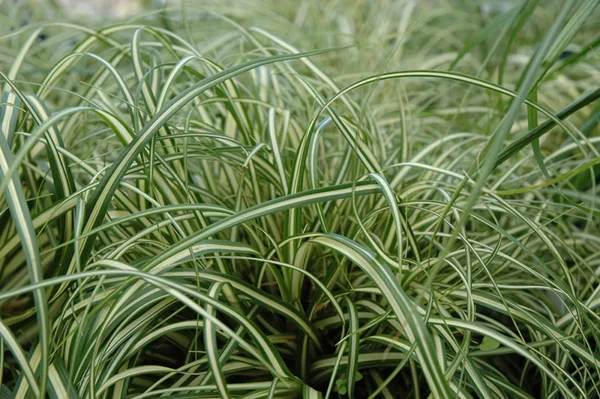 Carex oshimensis