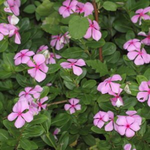 Catharanthus roseus
