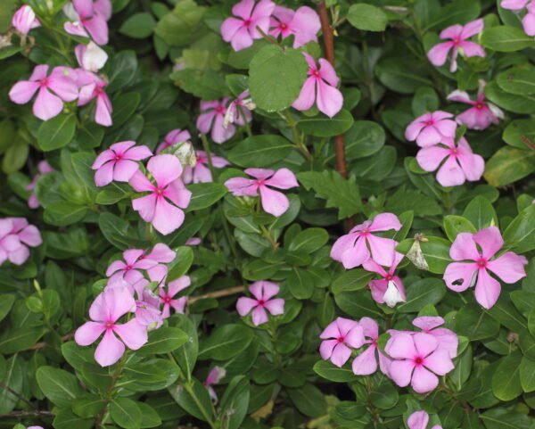 Catharanthus roseus