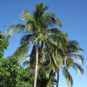 Colos nucifera