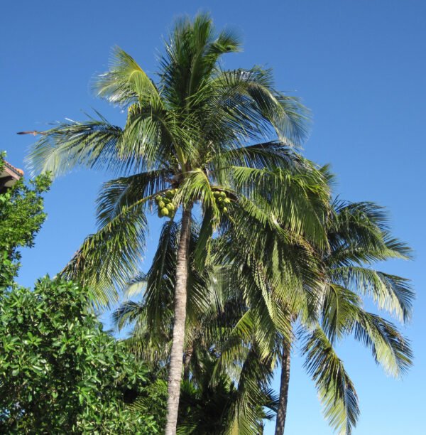 Colos nucifera