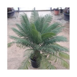 Cycas circinalis