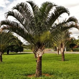 Dypsis decaryi