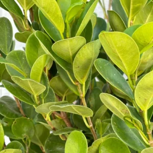 Fucus microcarpa