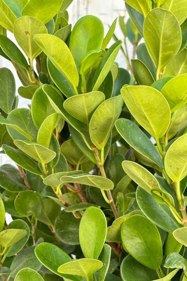 Fucus microcarpa