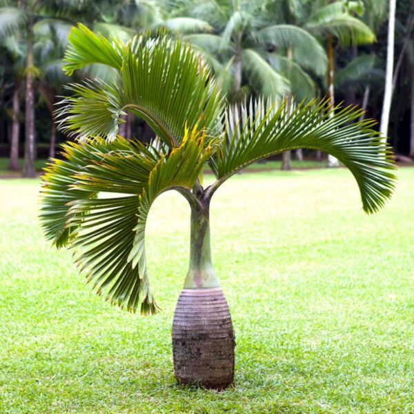 Hyophorbe lagenicaulis