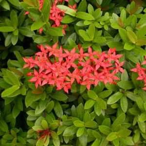 Ixora chinensis