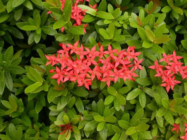 Ixora chinensis