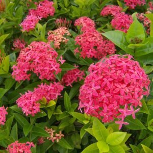 Ixora coccinea