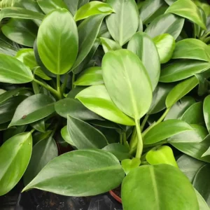 Philodendron scandens