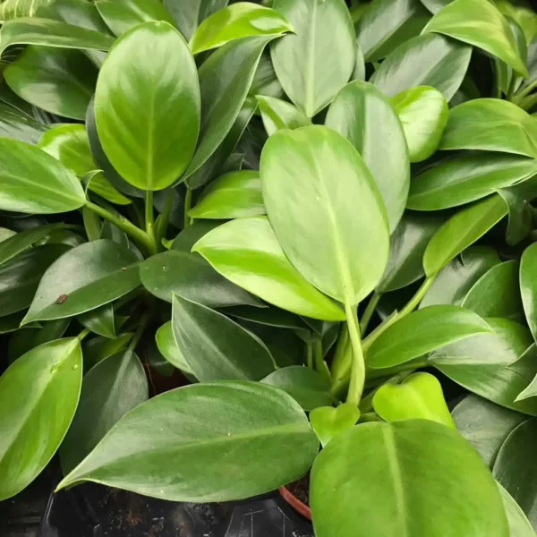 Philodendron scandens