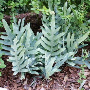 Phlebodium aureum