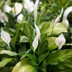 Spathiphyllum wallisii