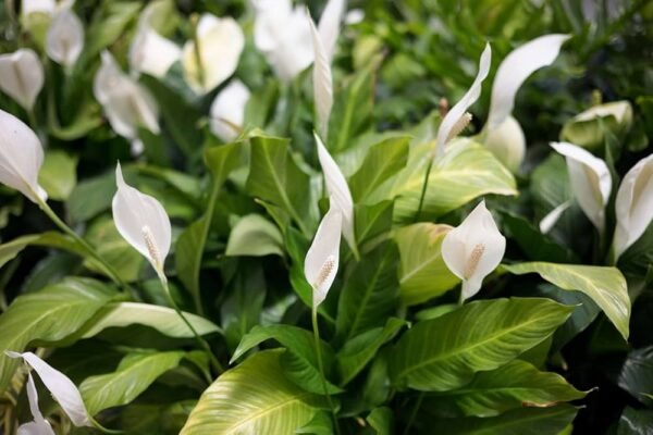 Spathiphyllum wallisii
