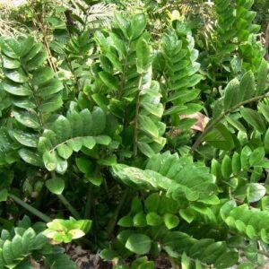 Zamioculcas zamifolia